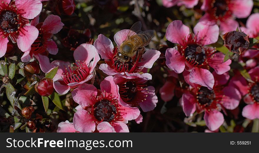 A macro shot of a bee pollenating a flower amongst flowers on a shrub. A macro shot of a bee pollenating a flower amongst flowers on a shrub.