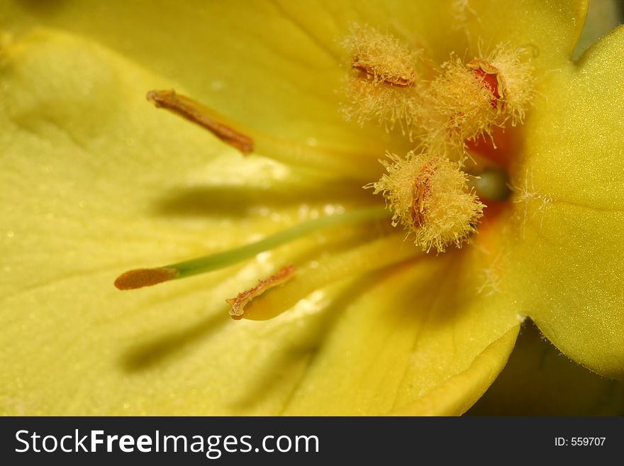 Closeup of a yellow flower. Closeup of a yellow flower