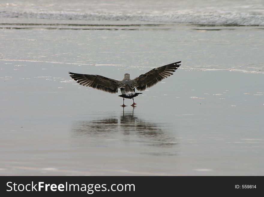 Gull on Pacific Coast, Oregon, USA. Gull on Pacific Coast, Oregon, USA
