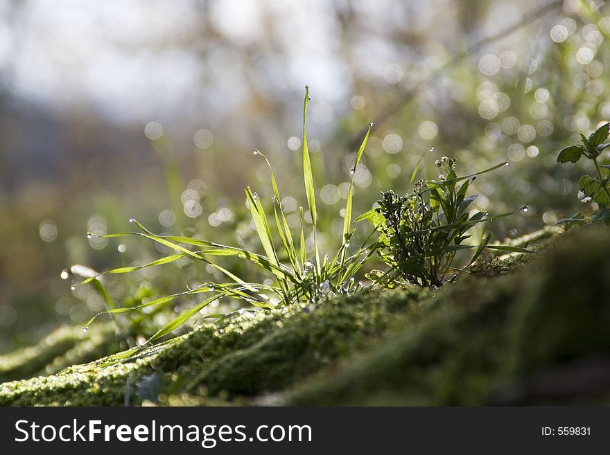 Drop Of Water In The Grass