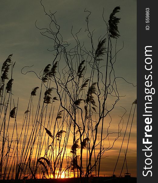 Sunset behind the reed on a lake near Bucharest