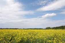 Yellow Field Stock Image Yellow Field Stock Image