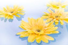 Yellow Gerbera Daisies Royalty Free Stock Photography Yellow Gerbera Daisies Royalty Free Stock Photography