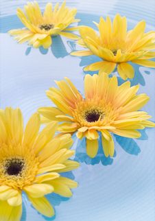 Yellow Gerbera Daisies Royalty Free Stock Photo Yellow Gerbera Daisies Royalty Free Stock Photo