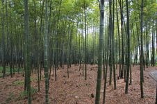 Bamboo Forest Royalty Free Stock Images