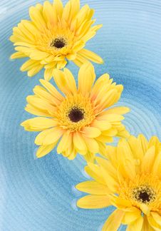 Yellow Gerbera Daisies Stock Photography Yellow Gerbera Daisies Stock Photography