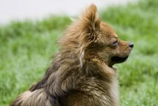 A Docile Dog Stock Images