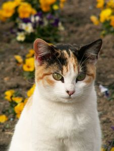Green-eyed Cat Stock Images Green-eyed Cat Stock Images