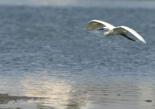 Egret Flying Stock Photos Egret Flying Stock Photos