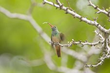Buff-bellied Hummingbird Perched Royalty Free Stock Image