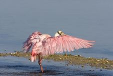 Roseate Spoonbill Flapping His Wings Royalty Free Stock Images Roseate Spoonbill Flapping His Wings Royalty Free Stock Images