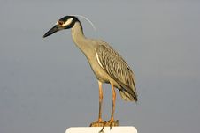Yellow-crowned Night Heron Perched Royalty Free Stock Photo Yellow-crowned Night Heron Perched Royalty Free Stock Photo