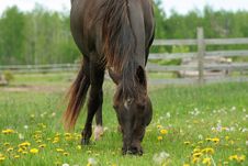 Brown Horse Grazing In Pasture Royalty Free Stock Photos