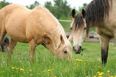 Two Horses Grazing Stock Photo Two Horses Grazing Stock Photo