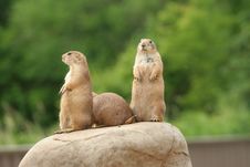 Prairie Dogs On Rock Stock Photos Prairie Dogs On Rock Stock Photos