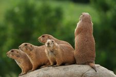 Prairie Dogs On Rock Royalty Free Stock Photo Prairie Dogs On Rock Royalty Free Stock Photo