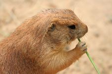 Prairie Dog Eating Grass Stock Image