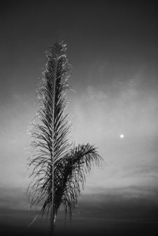 Palm Tree - BW - Dramatic Royalty Free Stock Photography Palm Tree - BW - Dramatic Royalty Free Stock Photography