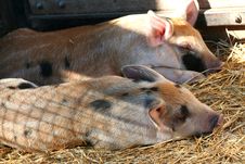 Piglets Sleeping Royalty Free Stock Photo Piglets Sleeping Royalty Free Stock Photo