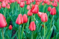 Red Tulips Royalty Free Stock Photos