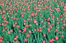 Red Tulips Royalty Free Stock Photos Red Tulips Royalty Free Stock Photos