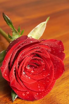 Dark Red Rose With Water Drops Royalty Free Stock Photo