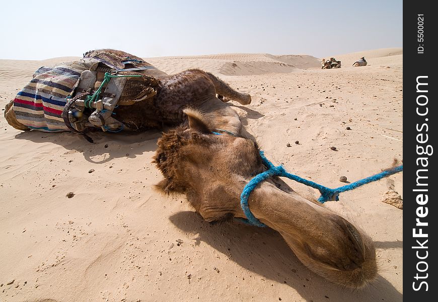 Portrait of Camel in Tunisia. Portrait of Camel in Tunisia