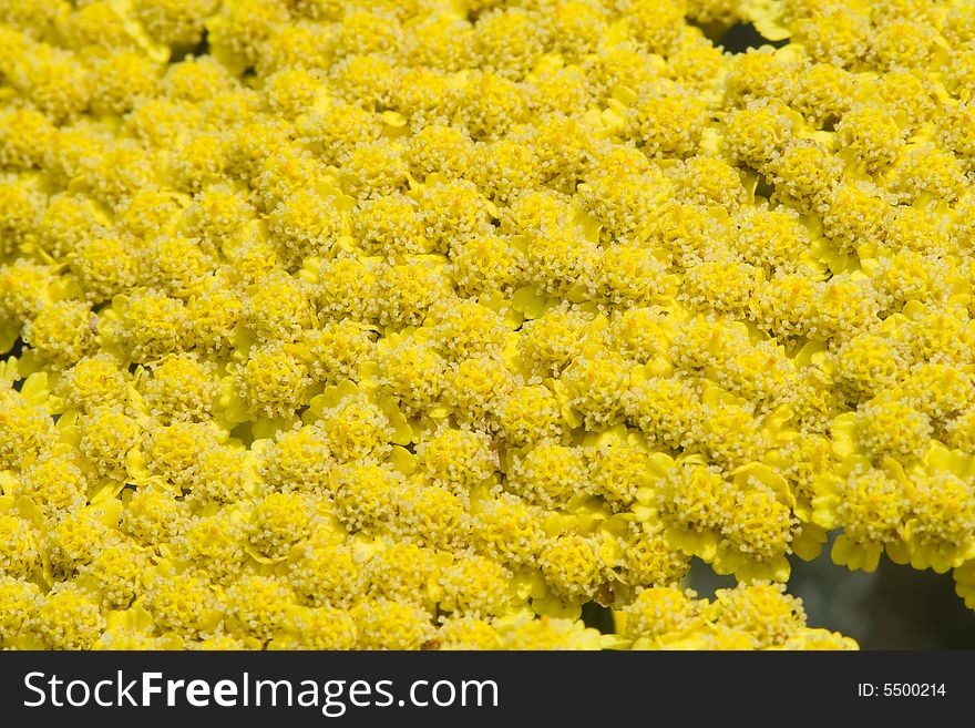 Bright yellow blooming flowers tightly bunched. Bright yellow blooming flowers tightly bunched