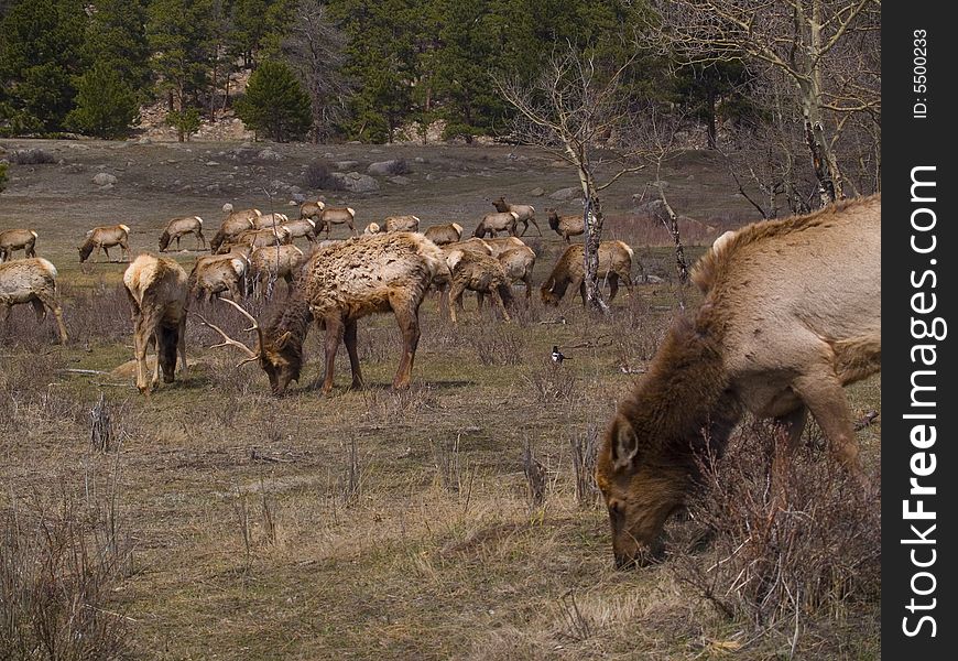 Herd of North American elk (wapiti) grazing on a meadow in early Spring in Rocky Mountain National P. Herd of North American elk (wapiti) grazing on a meadow in early Spring in Rocky Mountain National P