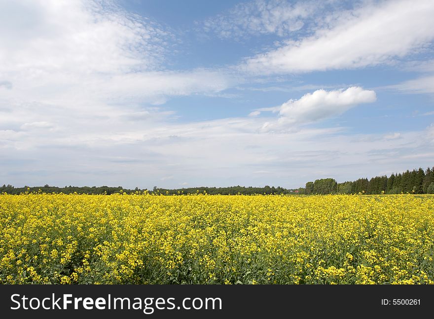 Yellow field and the blue sky