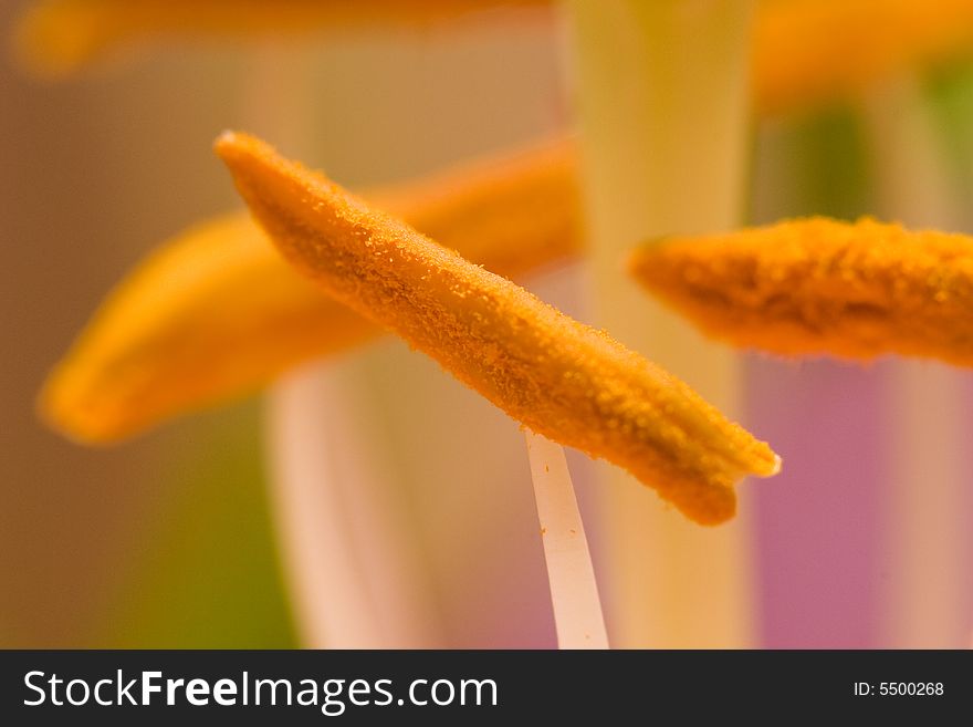 Flower closeup with visible pollen. Flower closeup with visible pollen