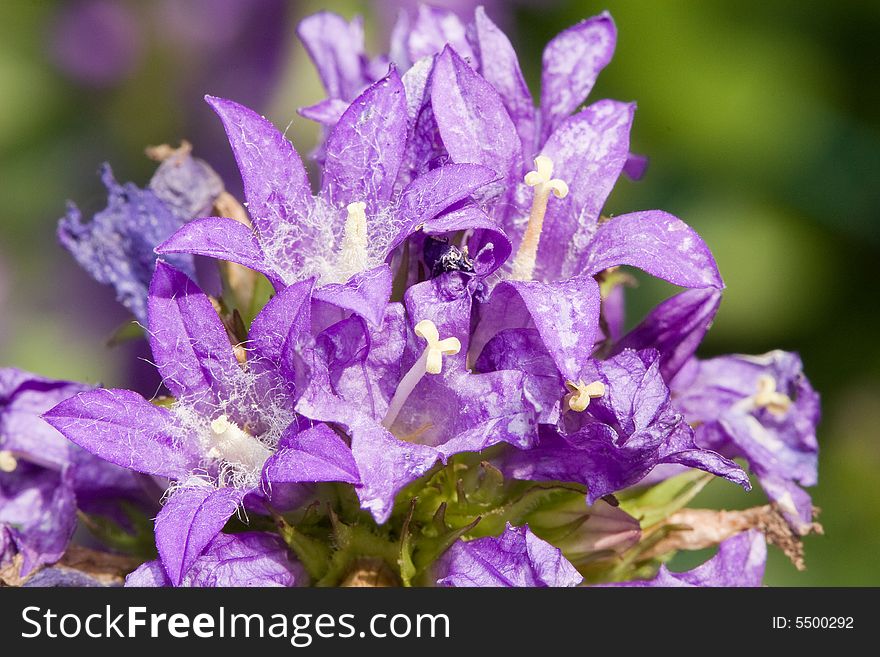 Purple blooming flower in a bunch with white centers. Purple blooming flower in a bunch with white centers