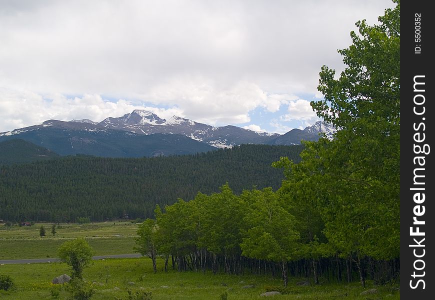 Spring Aspens And Peak