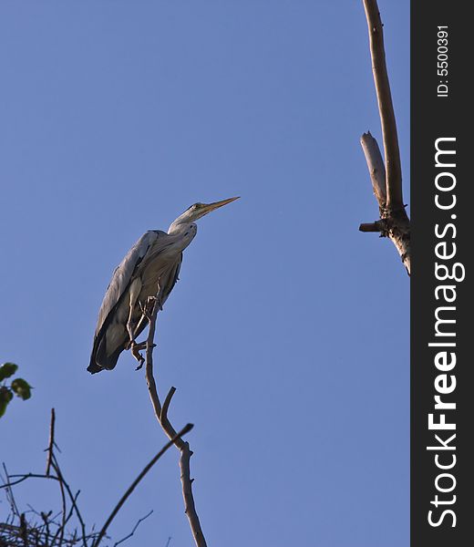 The Grey heron,found in Chaoyang,Liaoning,China.