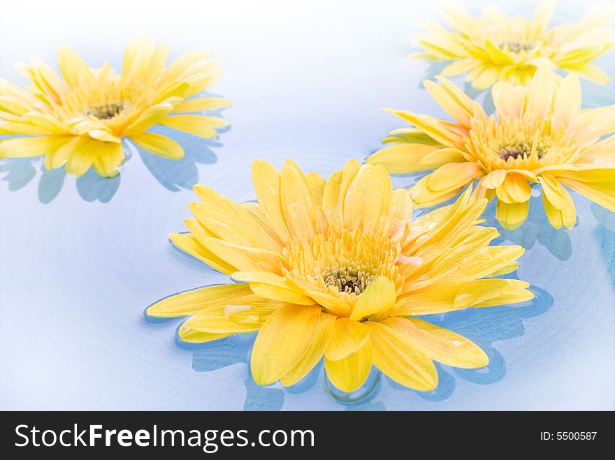 Yellow gerbera Daisies floating on the water.