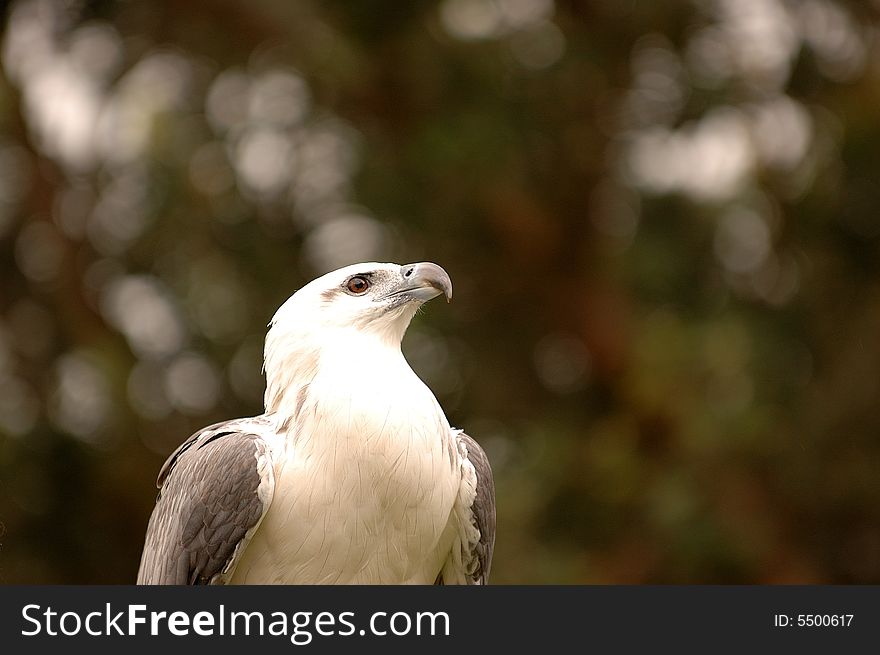 Graceful and powerful Australian eagle. Graceful and powerful Australian eagle
