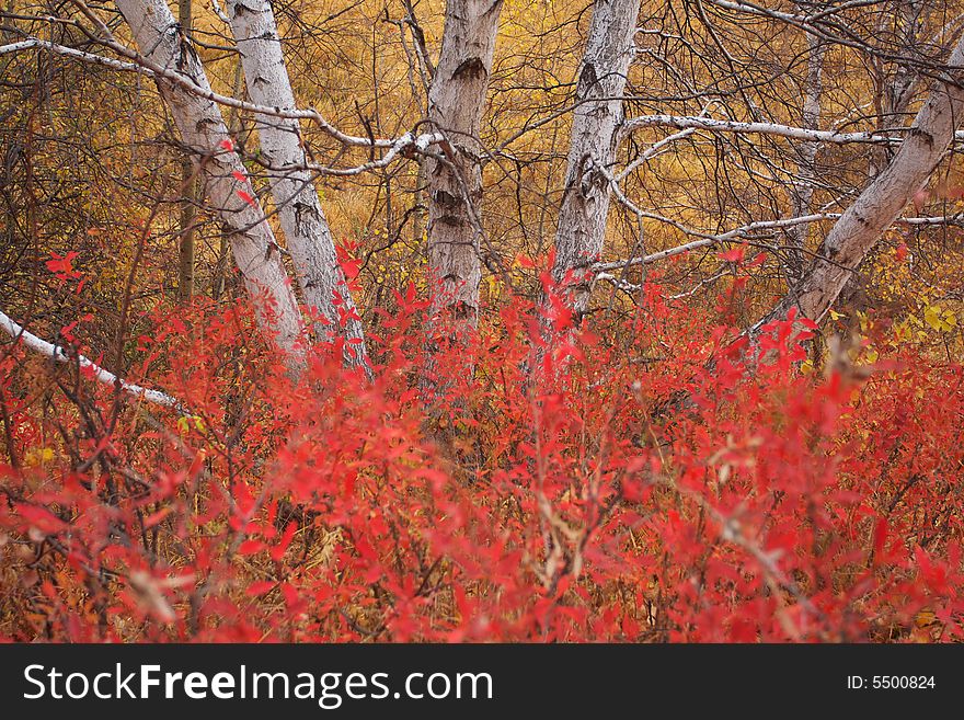 The colour of the autumn is very beautiful