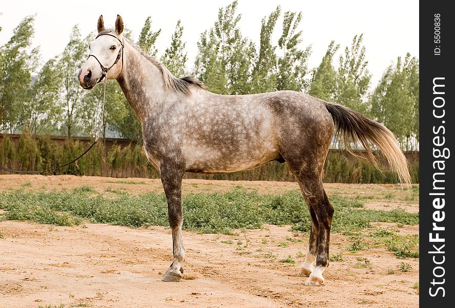 Arab horse in a farm of beijing