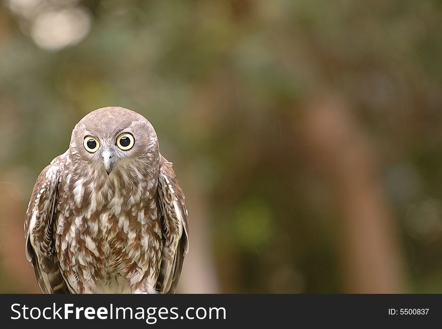A barking owl with very large eyes. A barking owl with very large eyes