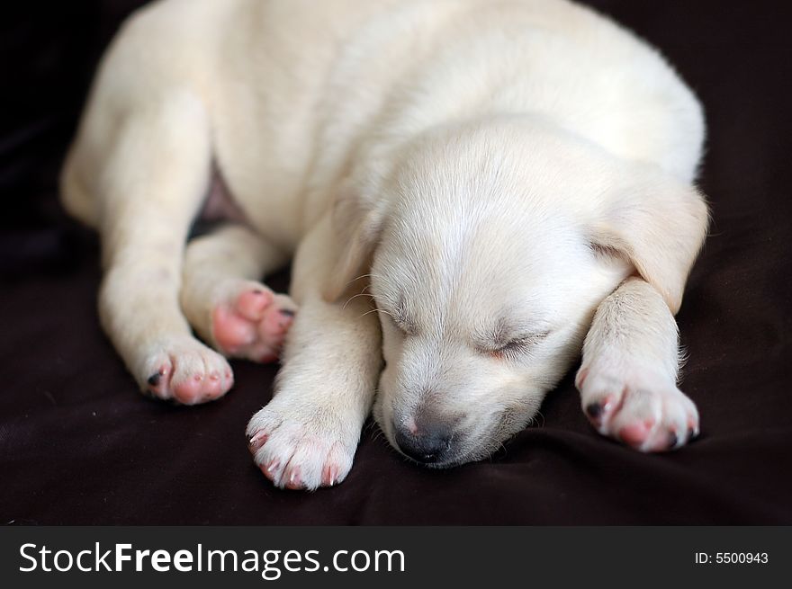 Sleeping Labrador puppy high resolution image