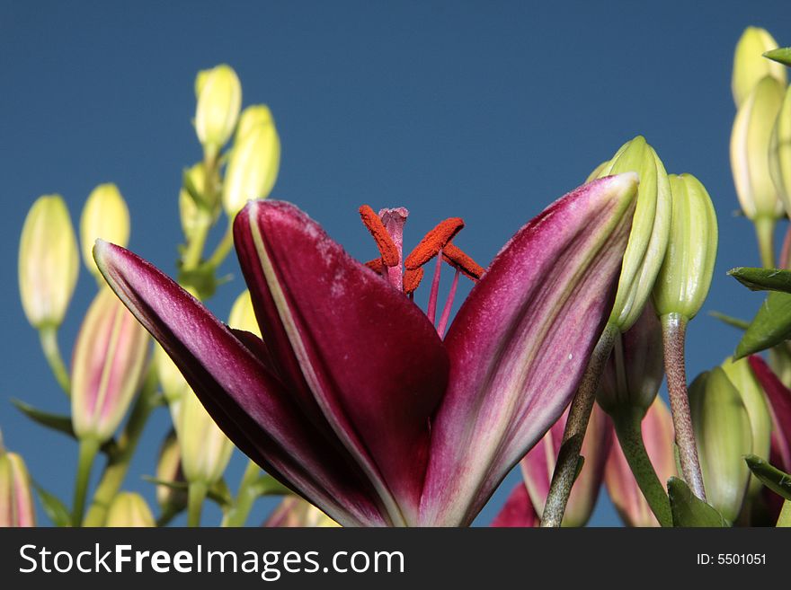Blooming Burgundy lily shot from below, buds in the background on dark blue sky