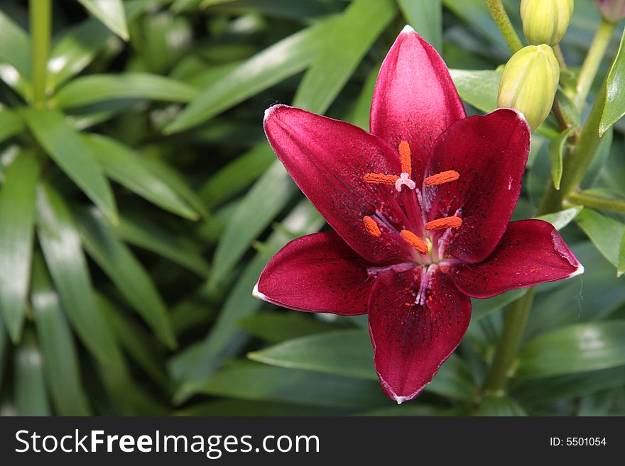 Beautiful Blooming Burgundy Lily