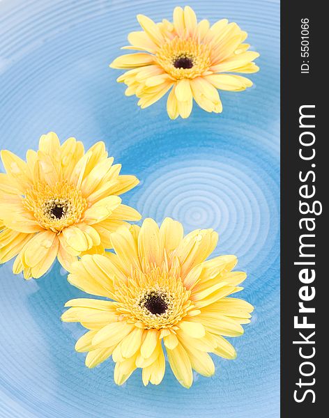 Yellow gerbera Daisies floating on the water.