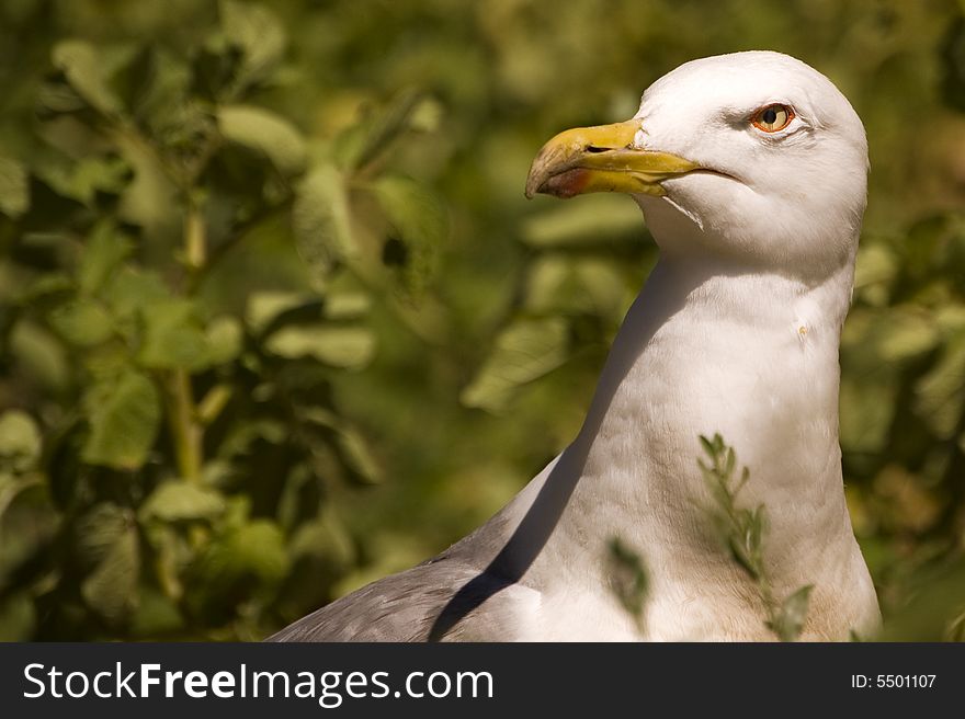 Close up of seagull in sardinia. Close up of seagull in sardinia.