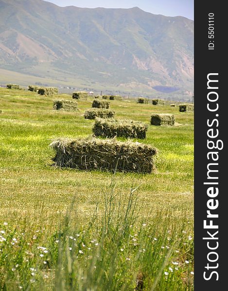 Bales of hay in a field. Bales of hay in a field