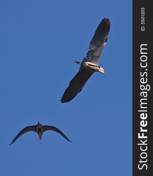 The Grey heron,found in Chaoyang,Liaoning,China. The Grey heron,found in Chaoyang,Liaoning,China.