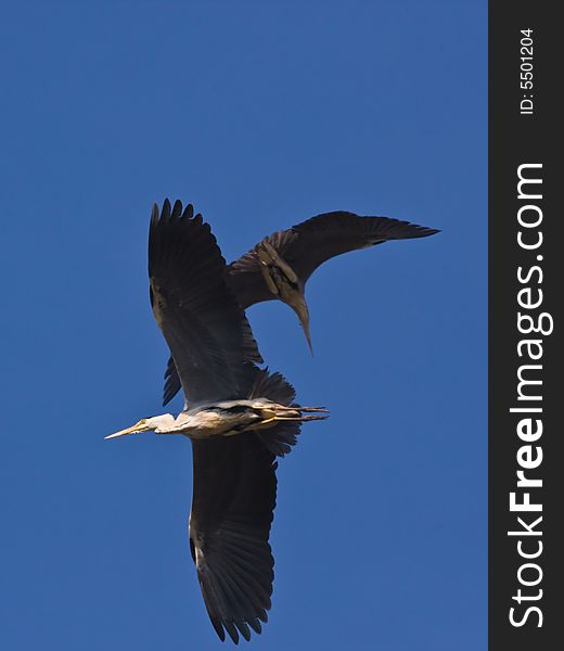 The Grey heron,found in Chaoyang,Liaoning,China. The Grey heron,found in Chaoyang,Liaoning,China.