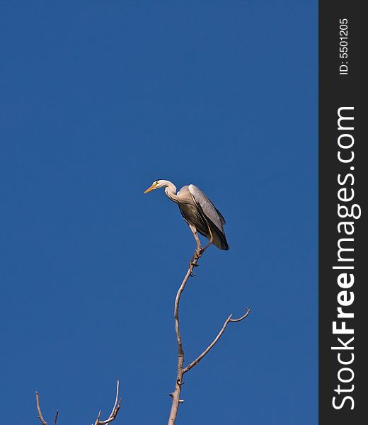 The Grey heron,found in Chaoyang,Liaoning,China.