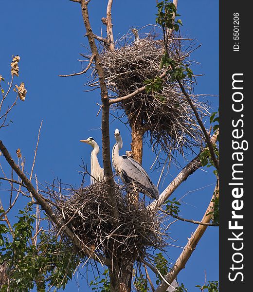 The Grey herons