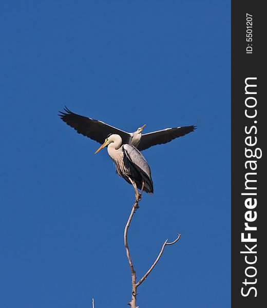 The Grey heron,found in Chaoyang,Liaoning,China. The Grey heron,found in Chaoyang,Liaoning,China.